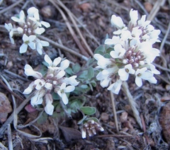 Noccaea fendleri