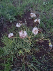 Senecio madagascariensis