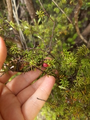 Leptecophylla juniperina
