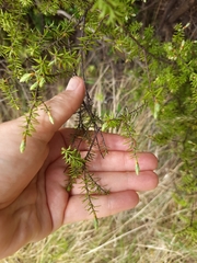 Leptecophylla juniperina