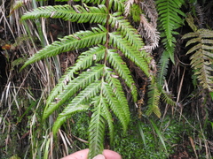 Pteris incompleta image