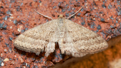 Scopula lydia