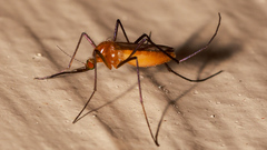 Culicidae