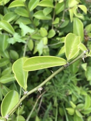 Pereskia aculeata