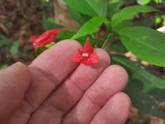 Ruellia brevifolia