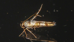 Stathmopoda tritophaea