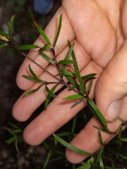 Coprosma linariifolia