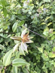 Pereskia aculeata