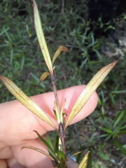 Coprosma linariifolia