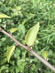 Pereskia aculeata