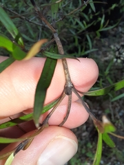 Coprosma linariifolia