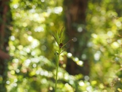 Purple Beak Orchid (Orthoceras strictum)