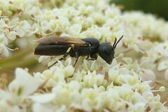 Hylaeus cornutus