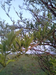 Vachellia karroo