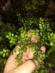 Nothofagus cliffortioides