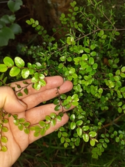 Nothofagus solandri