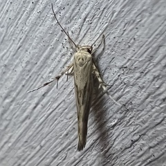 Stathmopoda plumbiflua