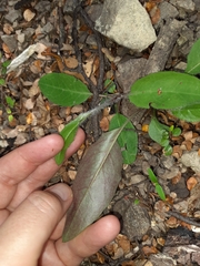 Hieracium lepidulum