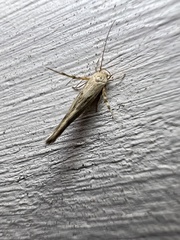 Stathmopoda plumbiflua