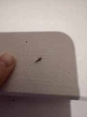 Stathmopoda plumbiflua
