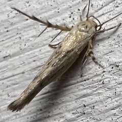 Stathmopoda plumbiflua