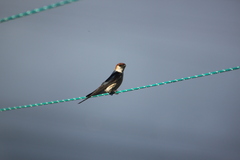 Cecropis cucullata