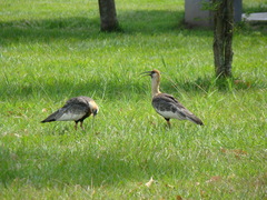 Theristicus caudatus