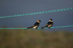 Cecropis cucullata