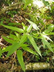 Urtica ferox