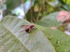 Carebara