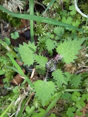 Urtica sykesii