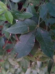 Heteromorpha arborescens abyssinica