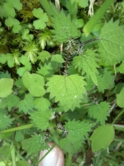 Urtica sykesii