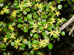 Corokia cotoneaster