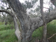 Eucalyptus bridgesiana