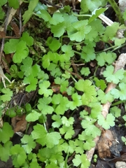 Hydrocotyle heteromeria
