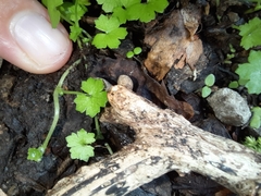 Hydrocotyle heteromeria