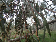 Eucalyptus bridgesiana