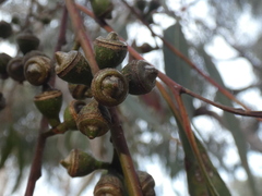 Eucalyptus bridgesiana