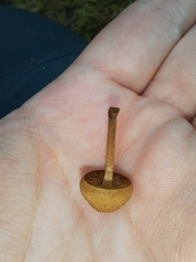 Phaeomarasmius ciliatus