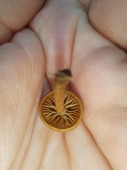 Phaeomarasmius ciliatus