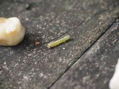 Austramathes purpurea