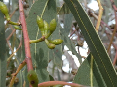 Eucalyptus bridgesiana
