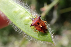 Elasmucha ferrugata