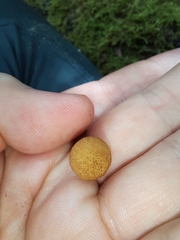 Phaeomarasmius ciliatus