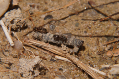 Lasius