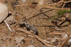 Lasius