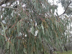 Eucalyptus bridgesiana