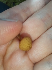 Phaeomarasmius ciliatus