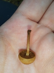 Phaeomarasmius ciliatus